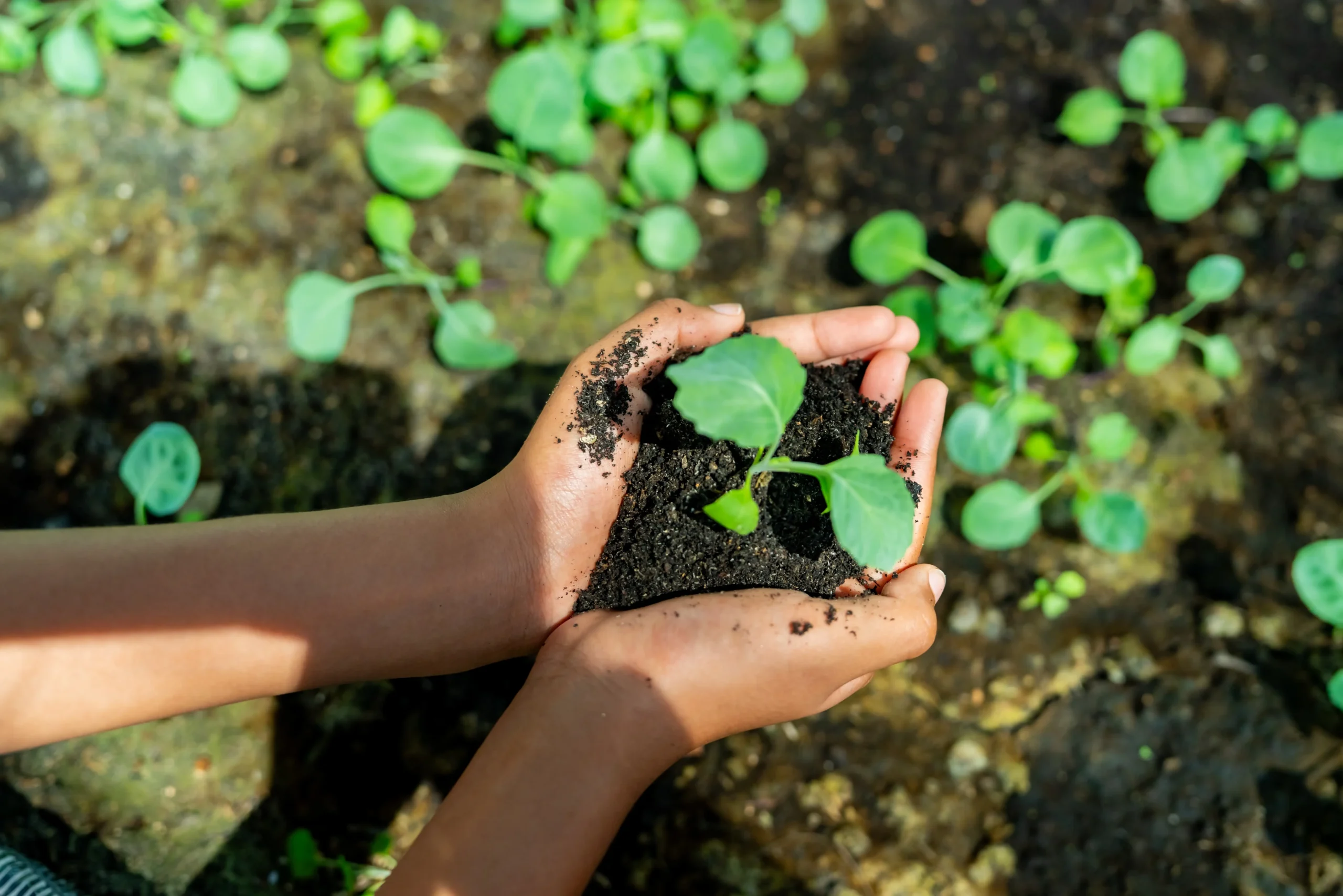 Cidadania Ecologica nos Anos Iniciais