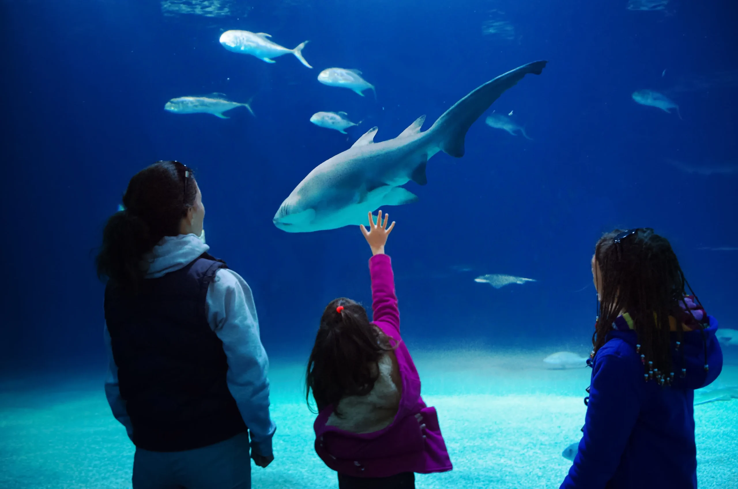 Currículo azul: cultura oceânica nas escolas